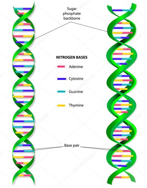 Diagrama del vector molécula ADN Vector de stock 34565829