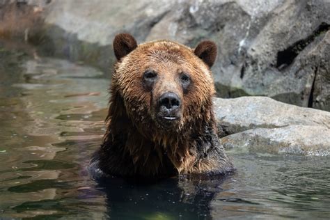 North Carolina Zoo Habitats, Exhibits, & Map - Kid Friendly Triad