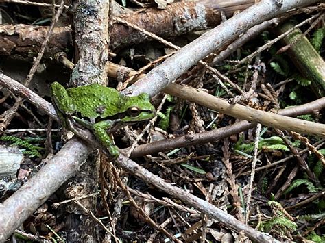 Pacific Chorus Frog My Coast Now