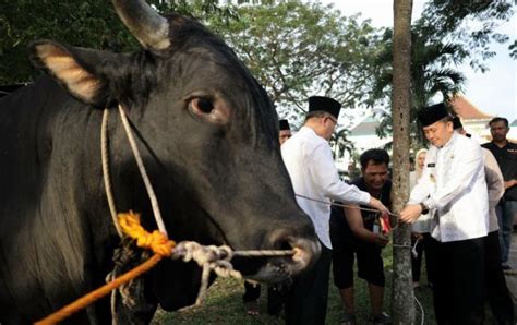 Momen Hari Raya Idul Adha 1445 H Gerakan Kurban Serentak Se Sumsel