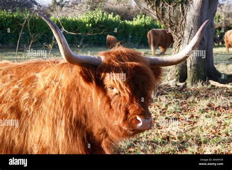 Long Hair Cattle Hi Res Stock Photography And Images Alamy