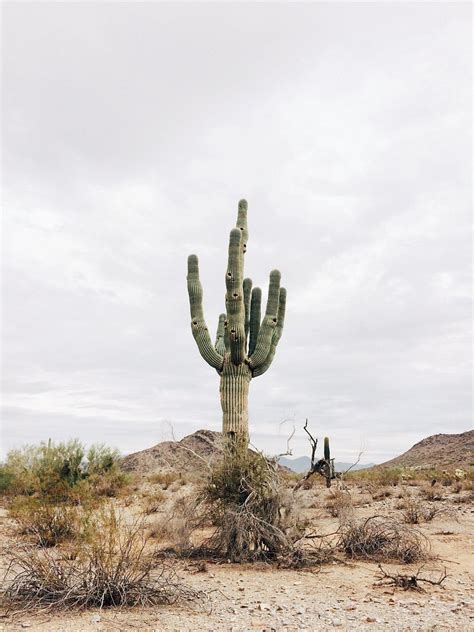 Saguaro Cactus Mojave Desert United Free Photo Rawpixel