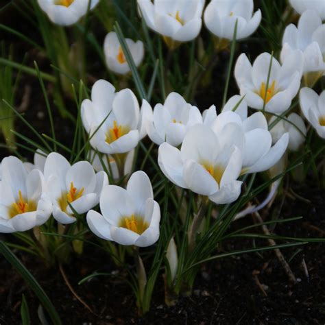 Crocus Chrysanthus Ard Schenk