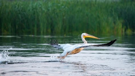 Observaci N De P Jaros De La Fauna En El Delta De Danubio Rumania Foto