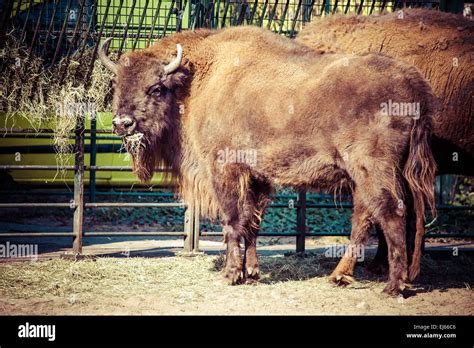 Herd of American Bison (Bison Bison) or Buffalo Stock Photo, Royalty Free Image: 80042038 - Alamy