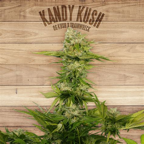 Kandy Kush (by The Plant) :: SeedFinder :: Strain Info