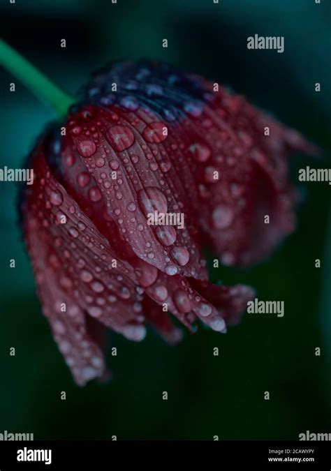 Red Poppy Flower Covered In Water Droplets Hanging Its Head Natural