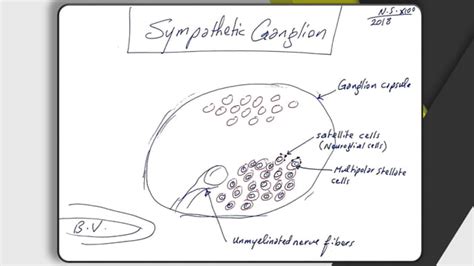 Histology (histology of the nervous system) | PPT