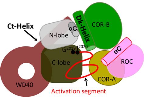 Schematic Domain Organization Of LRRK2 A Full Length LRRK2 Consists