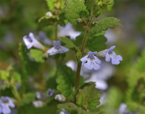 Lierre Terrestre Planter Et Entretenir Ooreka