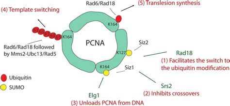 Sumo As A Regulator Of Pcna Ubiquitylation And Repair Pathway Choice Download Scientific