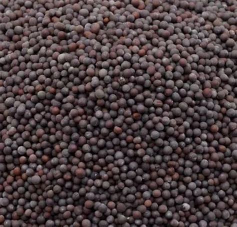 Black Mustard Seeds at Rs 80/kg | Fine Mustard in Hyderabad | ID ...