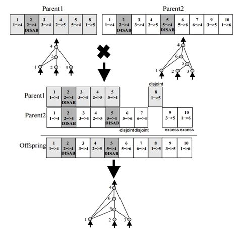 Machine Learning Neuroevolution Neat Algorithm Innovation Numbers