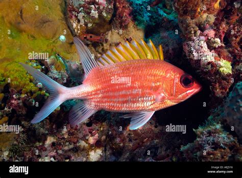 Squirrelfish In Stetson Bank In The Gulf Of Mexico Off Texas Stock