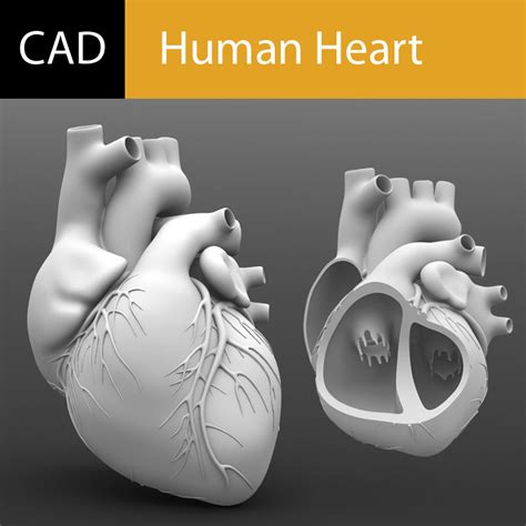 human heart solidworks 3d model