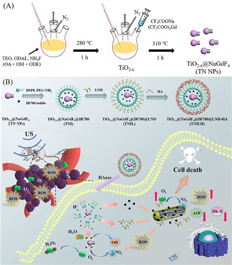 Dual Targeted Nanoformulation With Janus Structure For Synergistic