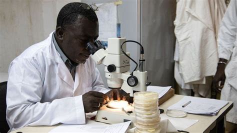 Coronavirus What Do We Know About The Artemisia Plant Bbc News