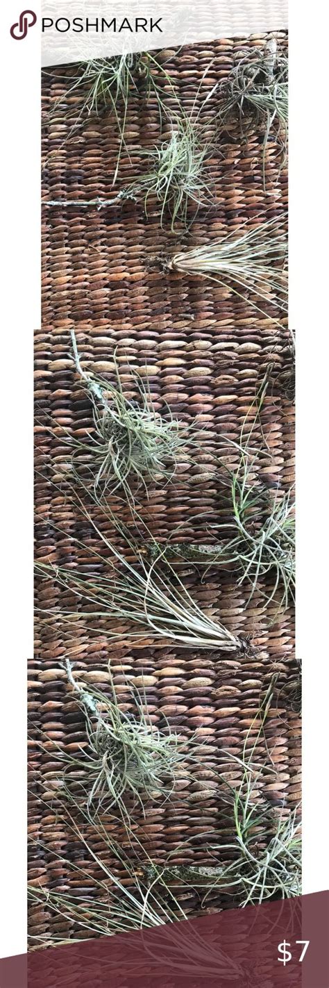 Plants Assorted Tillandsia Air Plant Bundles Tillandsia Air Plant