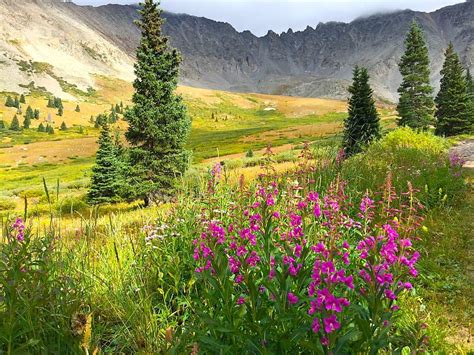 11 Best Hikes To See Wildflowers This Spring And Summer Wildflowers