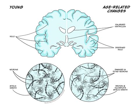 Ageing A Biological And Psychological Perspective Introduction To