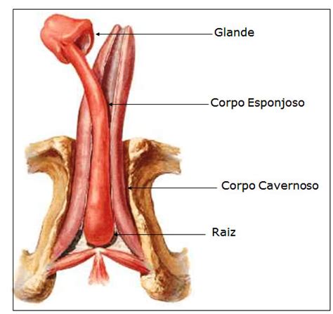 Frio Liebre Ingenieria Anatomia Del Pene Bronce Yermo Hotel