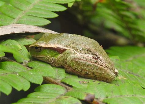 Southern Leaf Green Tree Frog From Noorinbee Vic Australia On