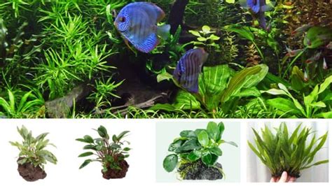 How To Add Live Plants To An Established Aquarium Step Guide