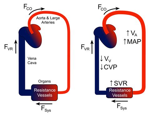 CV Physiology Mean Arterial Pressure 41 OFF