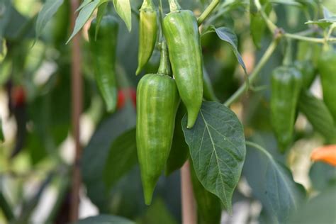 Fish Chilli Pepper Seed Capsicum Annuum Buy Online