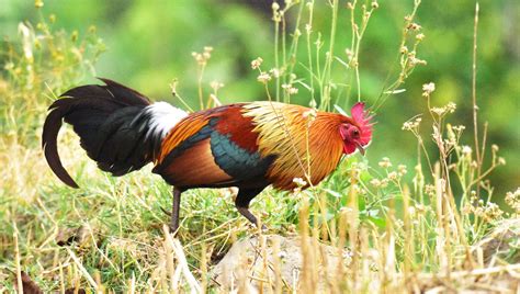 Red Jungle Fowl Nanital Outskirts May 15 Nikon D 810 400 Mm Fowl