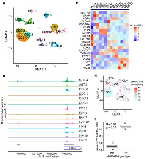 Chromatin In The Lrrk Region Is Differentially Accessible In Brain