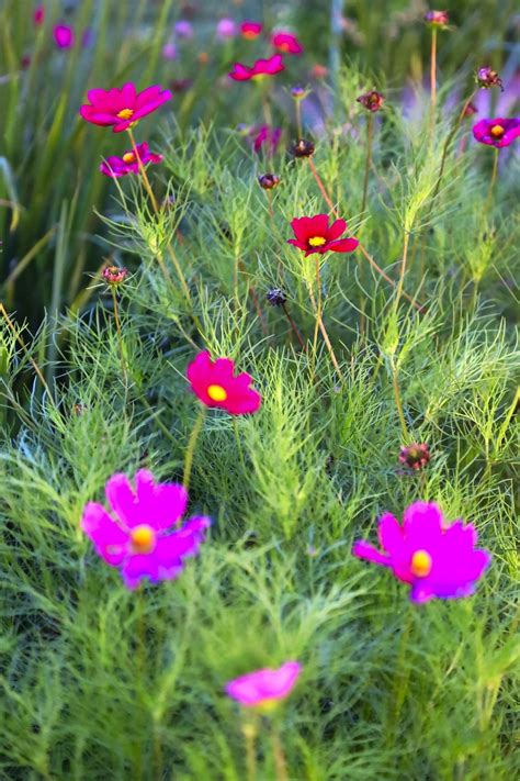 Cosmos Flores Plantas Foto Gratis En Pixabay Pixabay