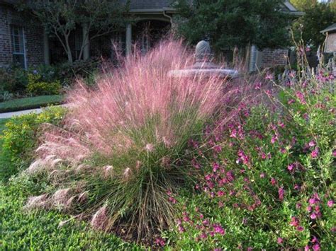 Full Shade Plants Central Texas Thuem Garden Plant