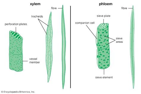 Fibre | plant anatomy | Britannica