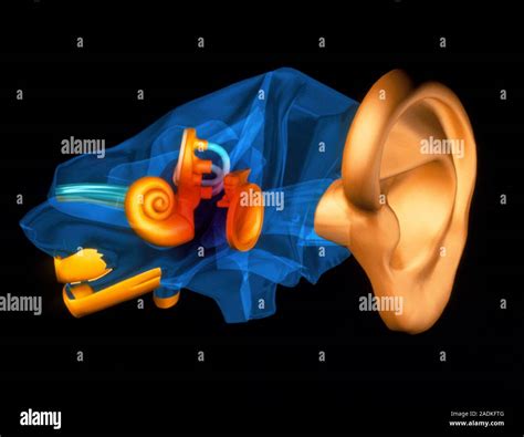 Ear Anatomy Three Dimensional Computer Model Of The Anatomy Of The