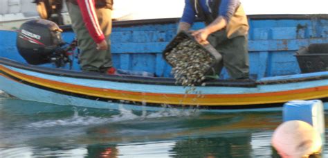 Polícia Marítima fiscaliza apanha de bivalves na ria de Aveiro