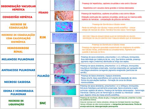 Patologia L Minas Resumo Guerra P Fun O E Disfun O I