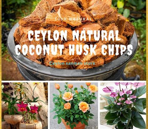 Ceylon Coconut Husk Chips For Anthurium Orchid Veritable Etsy