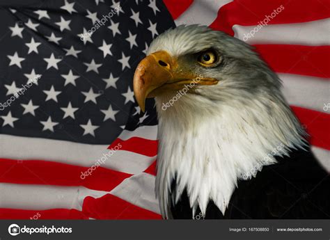 American eagle - national symbol — Stock Photo © Denisapro #167508850