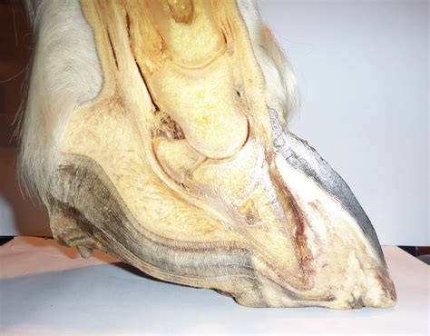 Barefoot Horse Blog Laminitis What Is Going On Inside