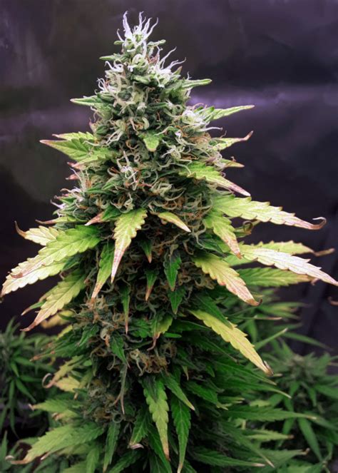 Auto Gorilla Glue Strain Info Auto Gorilla Glue Weed By Dutch