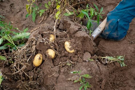 A Quel Moment R Colter Des Pommes De Terre Blog Ecologie