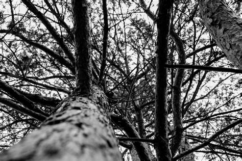 Free Images Tree Nature Forest Branch Winter Black And White