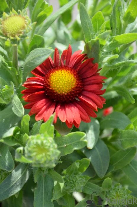 Gaillardia Aristata Arizona Red Shades Gailardia O Cista