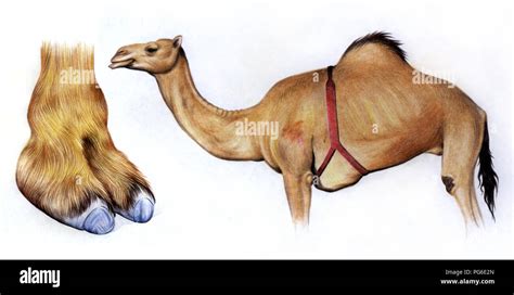 Camel Anatomy, Camel Hoof, Colored Pencil Stock Photo - Alamy