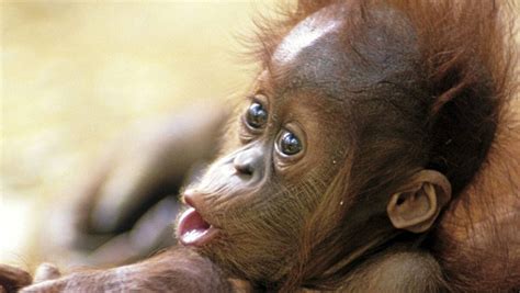 Milwaukee zoo to let iPad-using orangutans monkey around on Wi-Fi - The ...