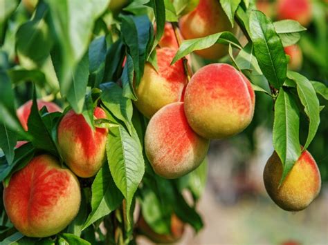 5 cuidados básicos para un árbol de durazno en maceta