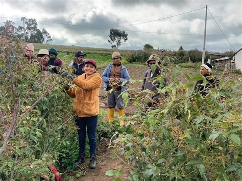 Peque Os Productores De Mora Recibieron Asistencia T Cnica Del Mag