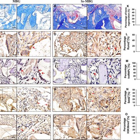 Regenerative Potential And Expression Of Hnrnpl Setd And H K Me In