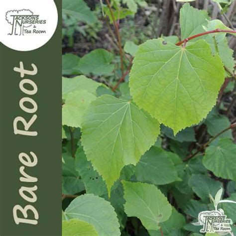 Buy Tilia Cordata Bare Root In The Uk